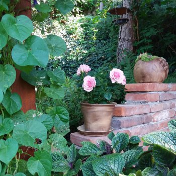 Do čoho zasadiť izbové alebo vonkajšie rastliny? Náš keramický kvetináč je jasná voľba!